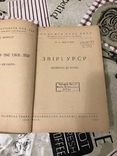 Звірі України 1938рік, фото №4