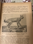 Звірі України 1938рік, фото №5