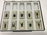 Набор насекомых скорпион и другие, фото №2