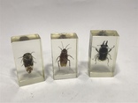 Набор насекомых скорпион и другие, фото №8