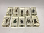 Набор насекомых скорпион и другие, фото №10