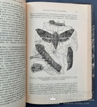 Carpenter G. Insects, their structure and life. With 184 drawings. 1903., photo number 7