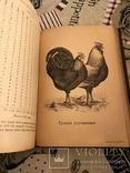 Птицеводство Цветные иллюстрации 1895год, фото №9