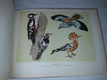 Приваблювання і охорона птахів 1964 А.О.Буценко тираж 3900, фото №6
