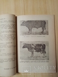 Каталог Быков производителей Курганской породы 1950 г. тираж 150 экз. Редкий, фото №2