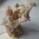 Коралл Белый Аквариумный с ракушкой 7 * 10 * 14 см. 250 грамм, фото №4