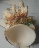 Коралл Белый Аквариумный с ракушкой 7 * 10 * 14 см. 250 грамм, фото №6