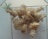 Коралл Белый Аквариумный с ракушкой 7 * 10 * 14 см. 250 грамм, фото №7