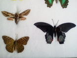 Бабочки в рамке, фото №5