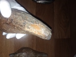 Ископаемые зубы кашалота 3 шт 1,62 кг, фото №8