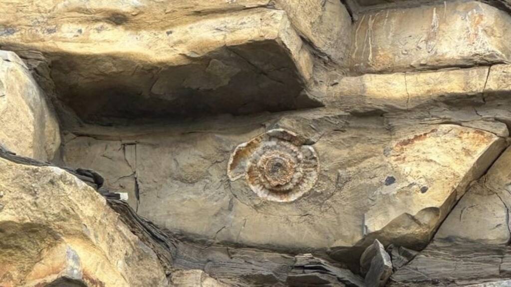 Ammonite, which is 200 million years old, was found by a nine-year-old boy on a rock. Photo: BBC Wales, David Grundy.