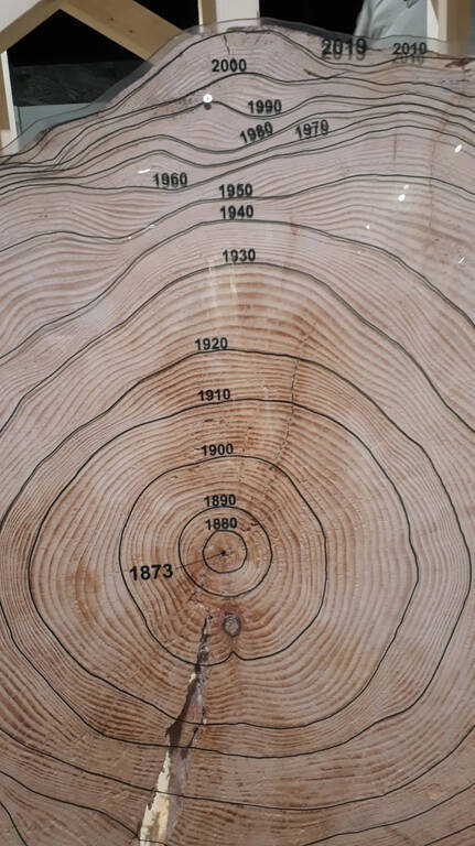 Dendrochronology (example).