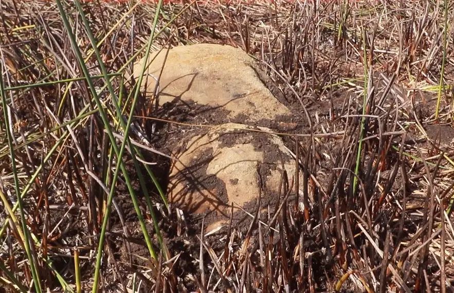 A statue found on Easter Island. Photo: Comunidad Ma'u Henua