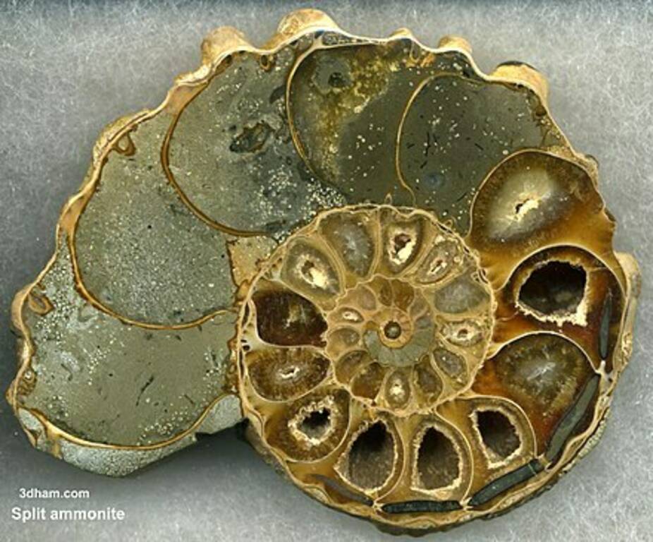 Wikipedia. Ancient Ammonite in section.