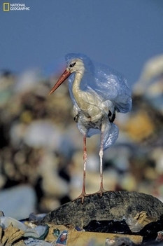 Planet or Plastic? National Geographic Project