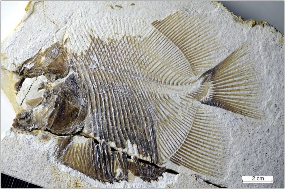 Хищник Юрского периода: в Германии нашли останки пираньи, пожиравшей динозавров