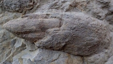 85 четких следов динозавров раскопали в Великобритании