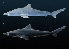 «Утраченная акула» найдена в одной из музейных коллекций