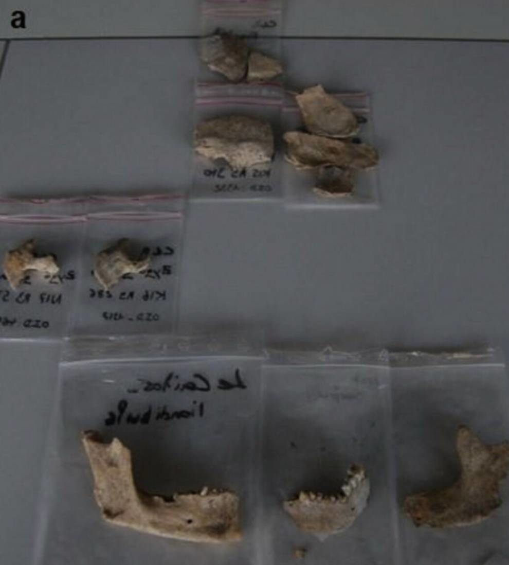 Черепа со следами извлечения мозга: археологи из Франции нашли странное захоронение
