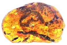 Детеныш змеи в куске янтаря: уникальная находка, возрастом 99 млн лет