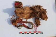 У Перу знайшли ритуальні поховання з морськими свинками