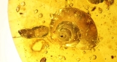 Millions of years in amber, or the oldest snail