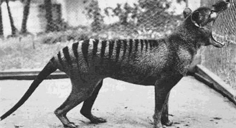 Striped wolf: photos of the Tasmanian tiger