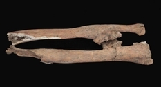 Найден скелет воина, погибшего во время мятежа в Египте
