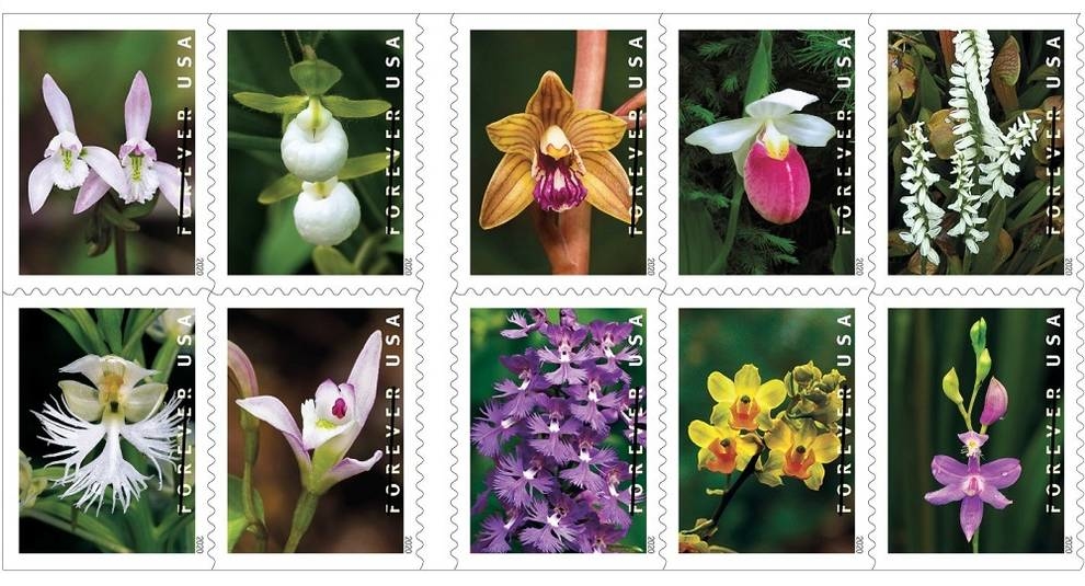 Flowers in philately: stamps with images of orchids have been issued