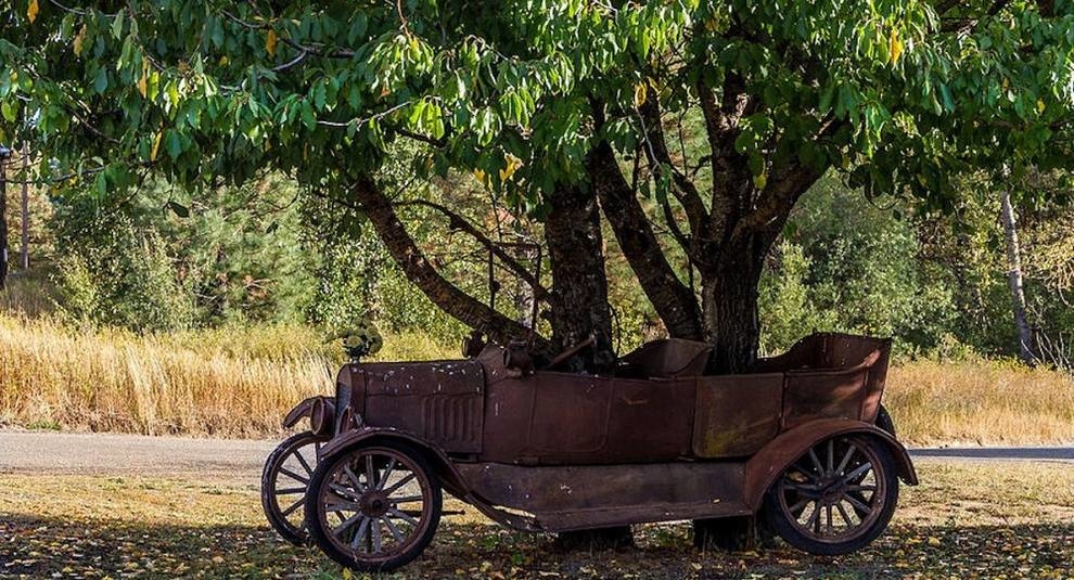 Природа и техника: деревья, проросшие через старые машины