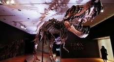 На аукционе Christie's выставили скелет 12-метрового динозавра