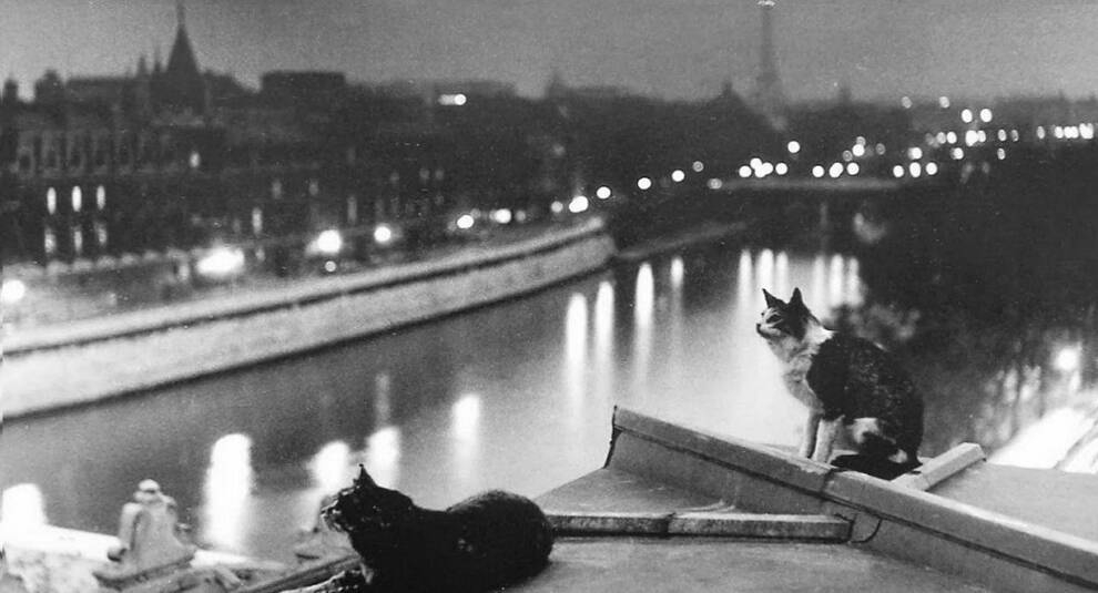Коти на вулицях Парижа першої половини XX століття