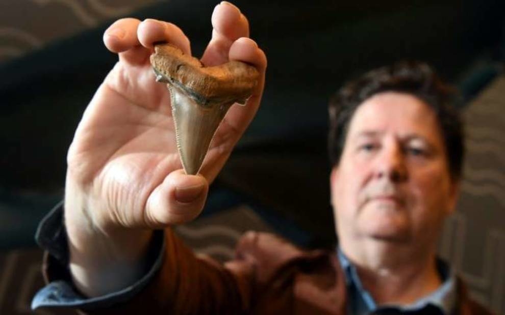 Австралиец обнаружил зуб доисторической акулы