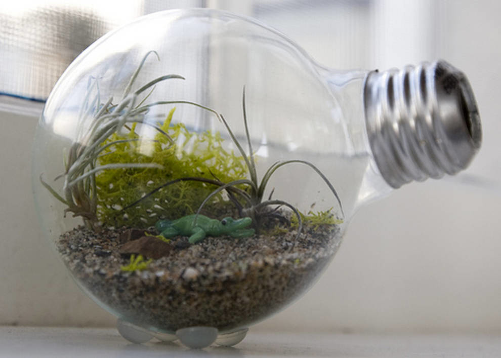 Terrarium in an electric bulb