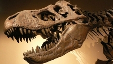 Скелет динозавра дейноніха пішов з молотка за 12,4 мільйона доларів