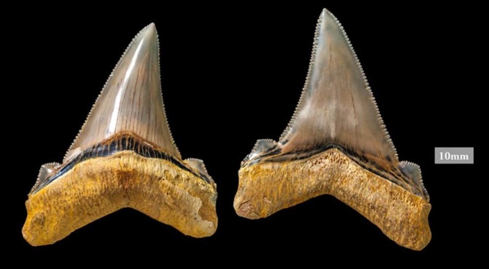 On the beach of Australia found the teeth of an extinct shark