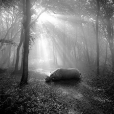 Sad images of animals on the background of forests