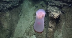Загадочное глубоководное существо удалось заснять на камеру в Тихом океане