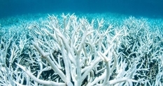 Большой барьерный риф может скоро исчезнуть