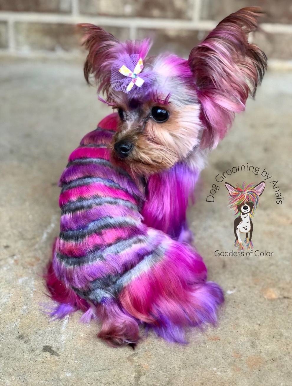 Atlanta hairdresser invents new looks for pets