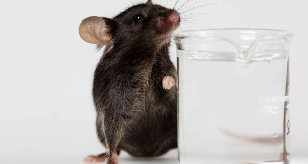 Вчені заявили, що мозок миші може прожити поза черепом майже місяць