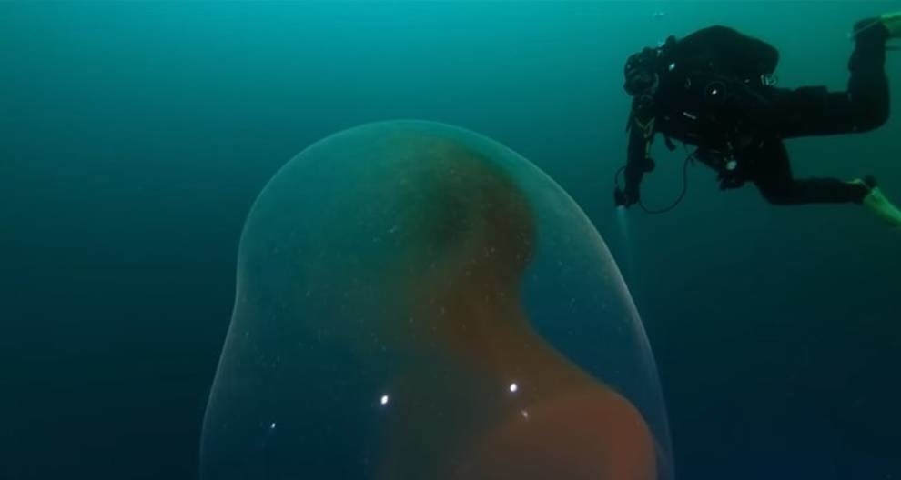 На побережье Норвегии нашли гигантскую кладку яиц загадочного кальмара