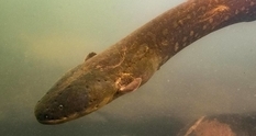 Powerful shocker: scientists have discovered a new type of electric eels