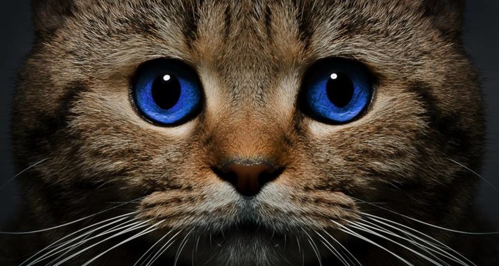 13% людей понимают мимику кошек — ученые