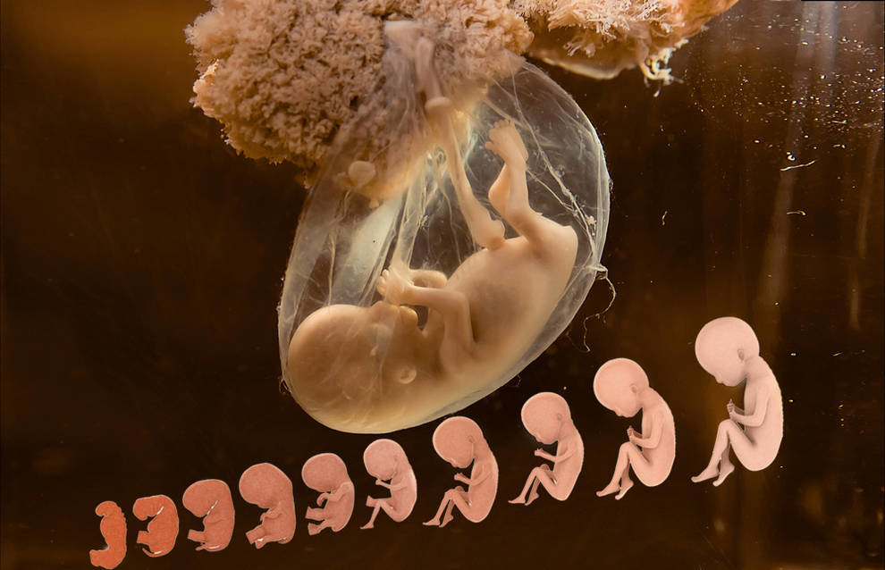 Maternal blood pollution levels affect fetal development — study