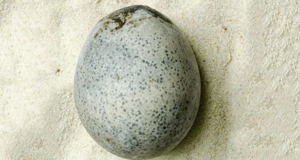 Archaeologists have found eggs that have lain in the ground since the time of the Roman Empire