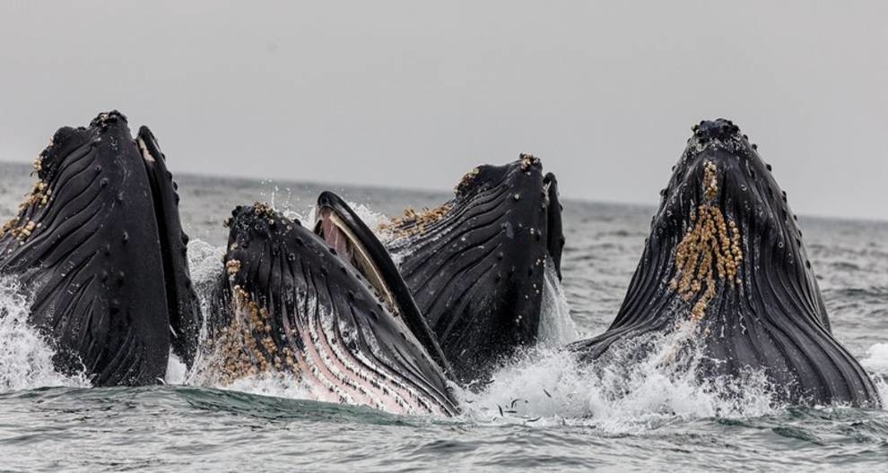 Стратегія видобутку їжі кита залежить від його розміру — вчені