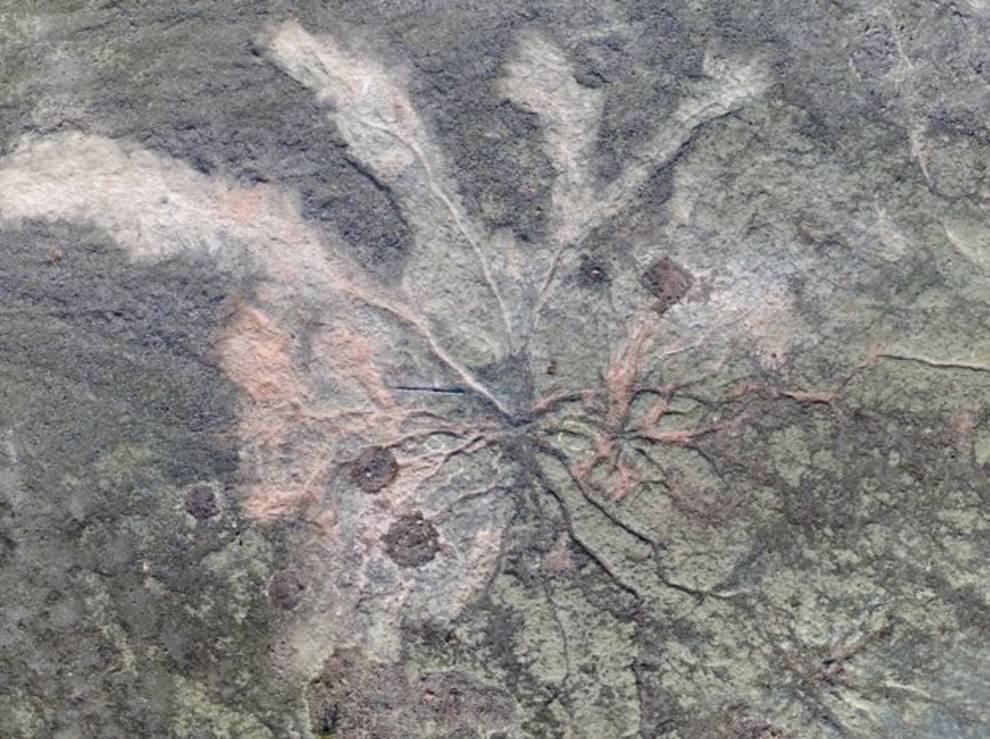 Scientists have shown 386 million years old fossil forest