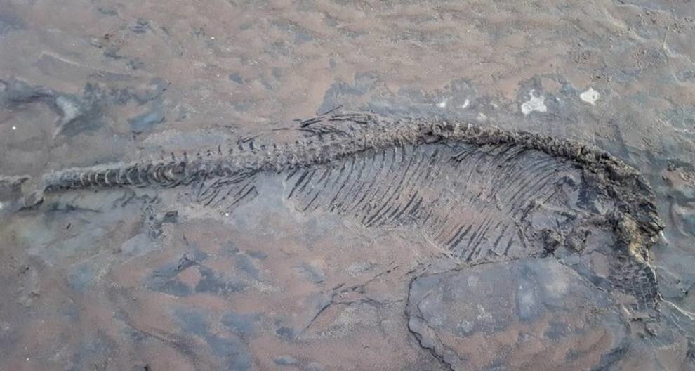 An ichthyosaur skeleton found on a beach in the UK