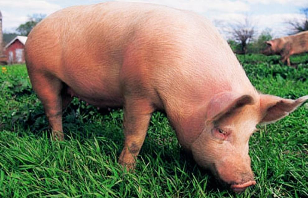 Japanese scientists will grow a human organ in a pig